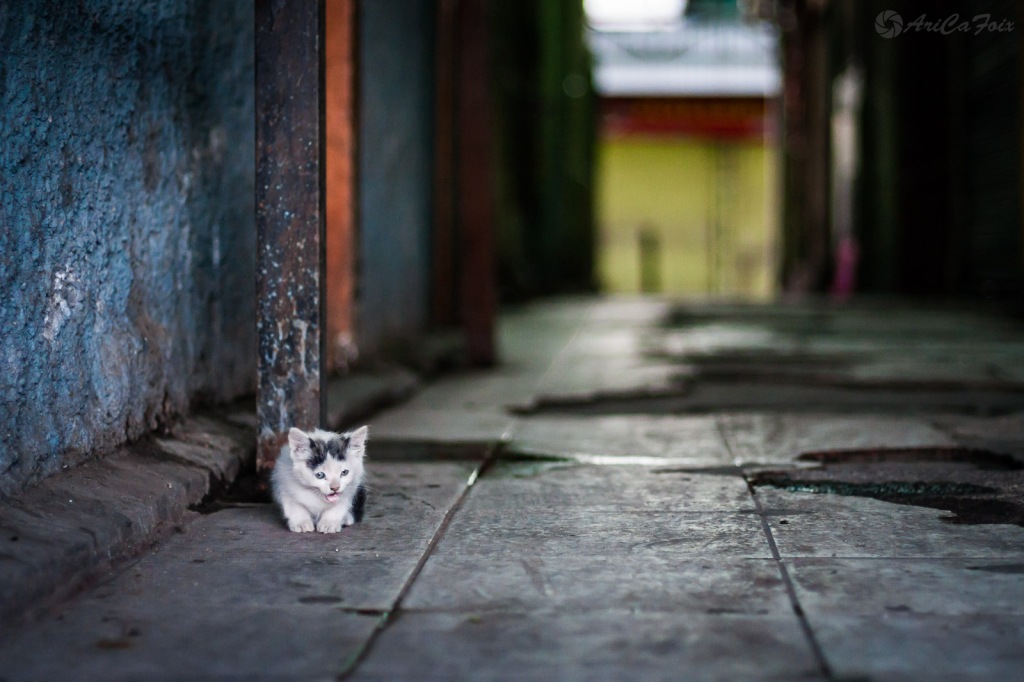 Un gatito maulla solitario en los pasillos vacíos de La Vega Central.