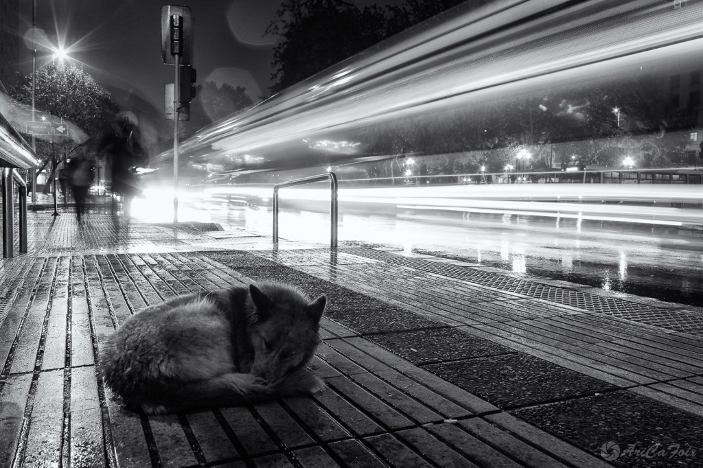 Un perro se acurruca bajo un paradero que lo protege de la lluvia durante la noche en Santiago.