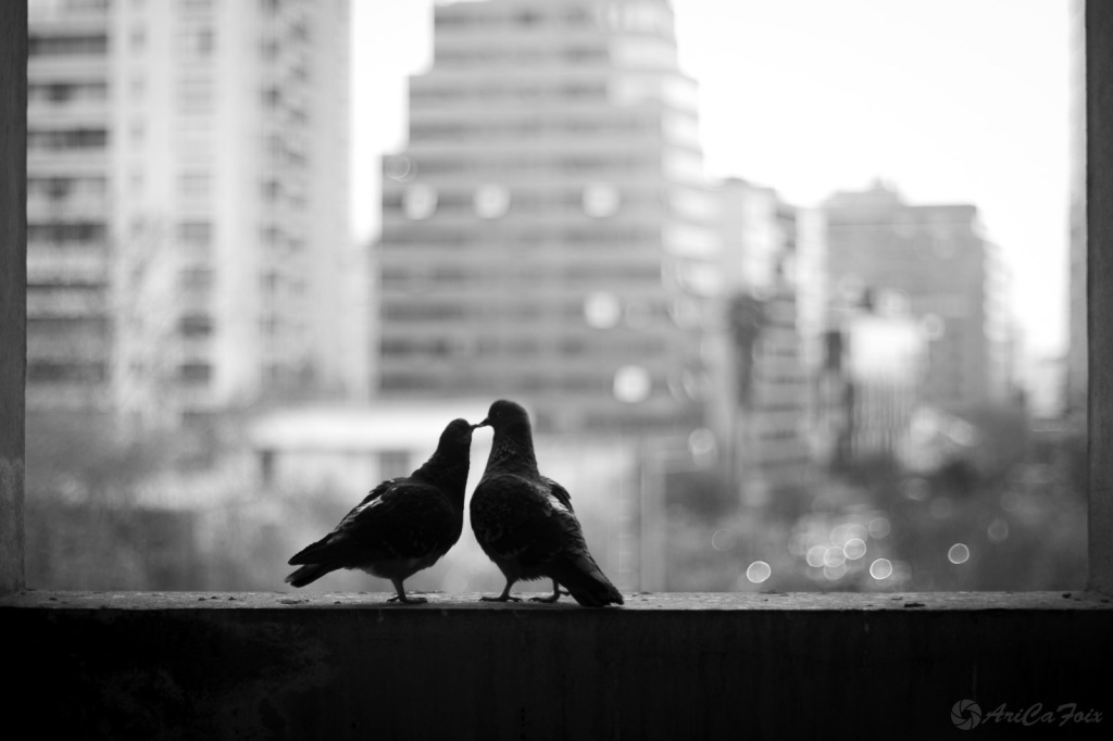 Las siluetas de dos palomas parecen besarse con la ciudad difusa de fondo.